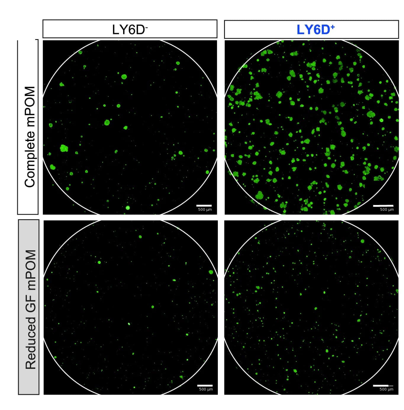 Open access visualization of Microscopy, YFP projection images, LY6D+ luminal cells, LY6D- luminal cells, Organoids