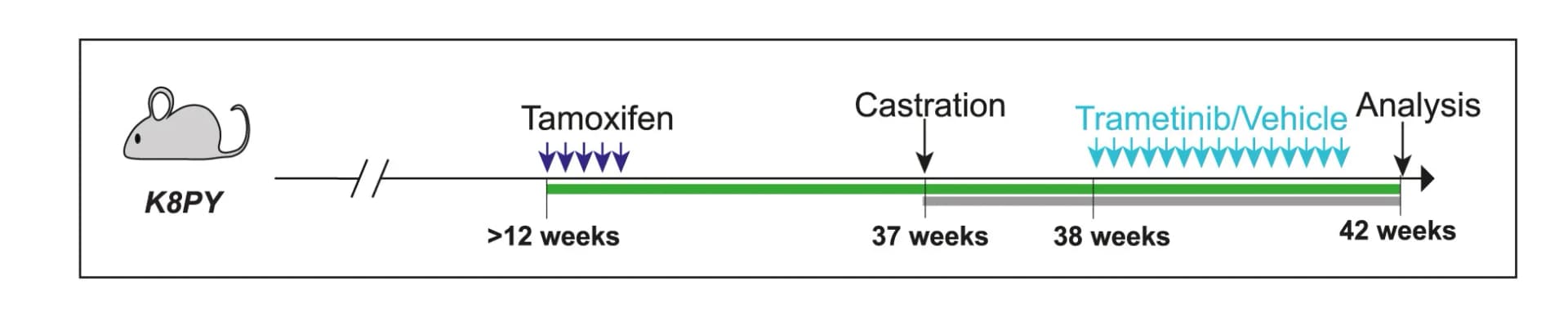 Open access visualization of Workflow, Illustration, Experimental Timeline, MAPK Inhibition, Trametinib