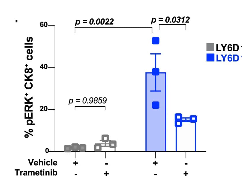 Open access visualization of Bar Plot, Error Bars, Scatter Plot, pERK Expressing Cells Quantification, LY6D+ Luminal Cells