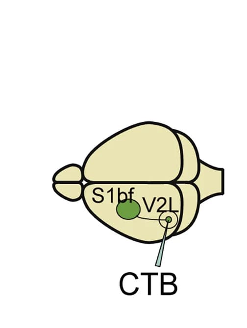 Open access visualization of Illustration, Experimental Scheme, Retrograde Labeling, V2L Neurons