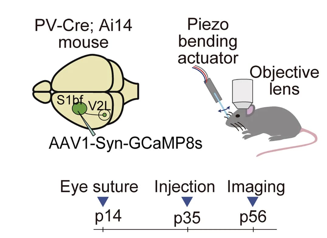 Open access visualization of Workflow, Illustration, Calcium Transients, S1bf Axonal Projections, V2L