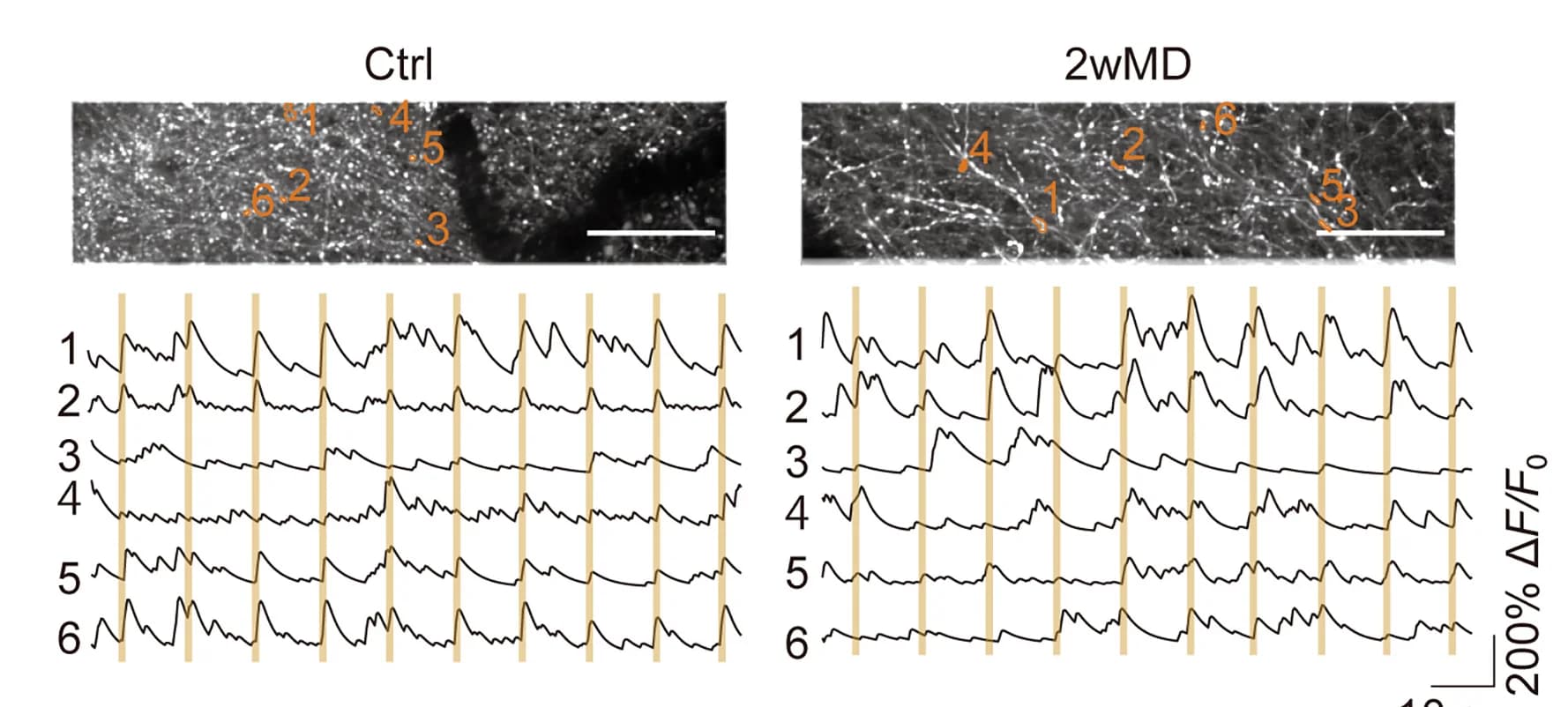 Open access visualization of Line Plot, Microscopy, Calcium Fluorescence, Terminal Axon Segments, Calcium Transients