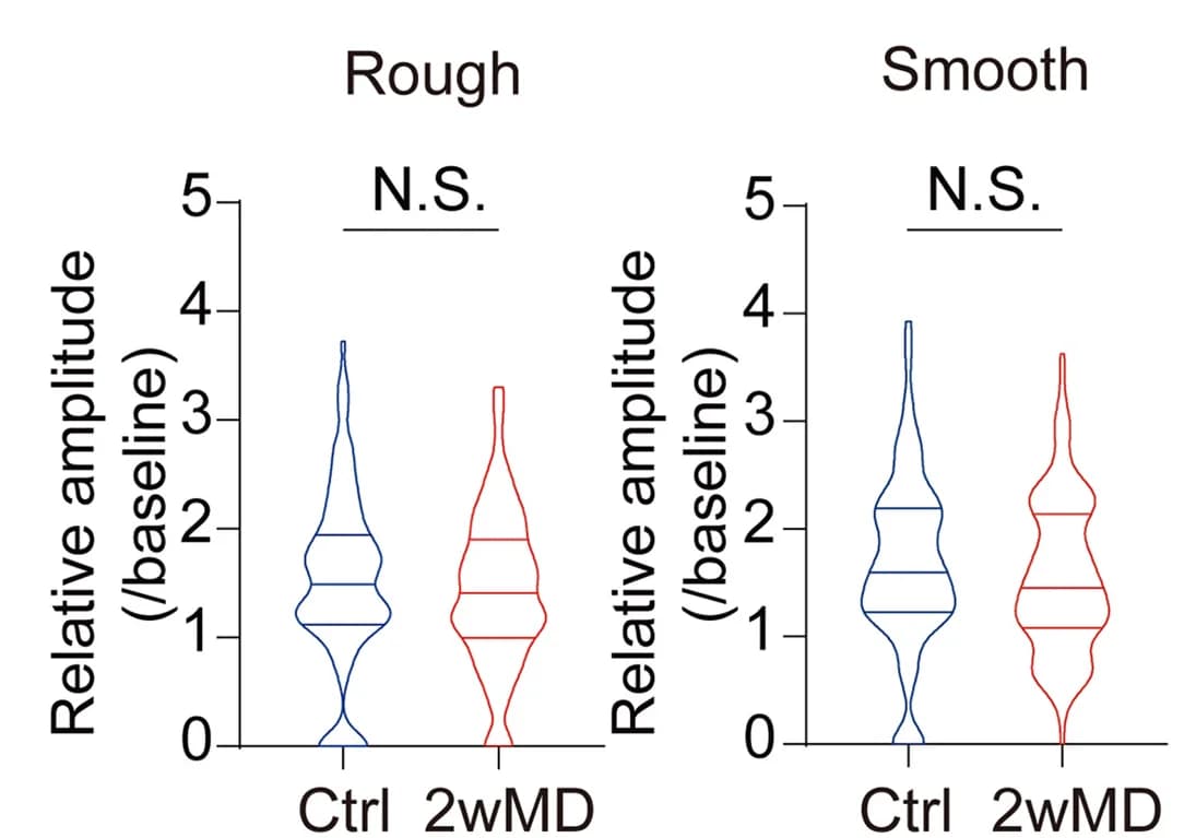 Open access visualization of Violin Plot, Calcium Transients, Control Mice, 2wMD Mice, Amplitude Analysis