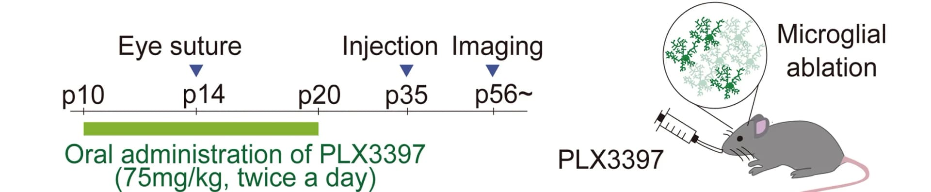 Open access visualization of Workflow, Illustration, Microglia Ablation, Experimental Scheme