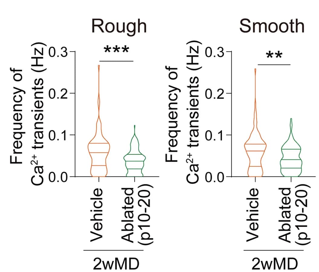 Open access visualization of Violin Plot, Microglia Ablation, Calcium Transients, Vehicle, Frequency