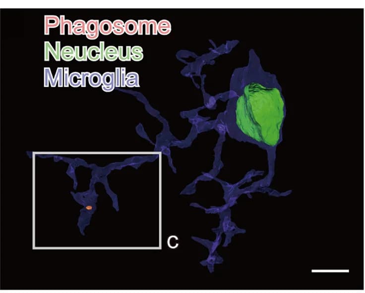 Open access visualization of Microscopy, IBA1, VGAT, VGlut, Synapse Markers