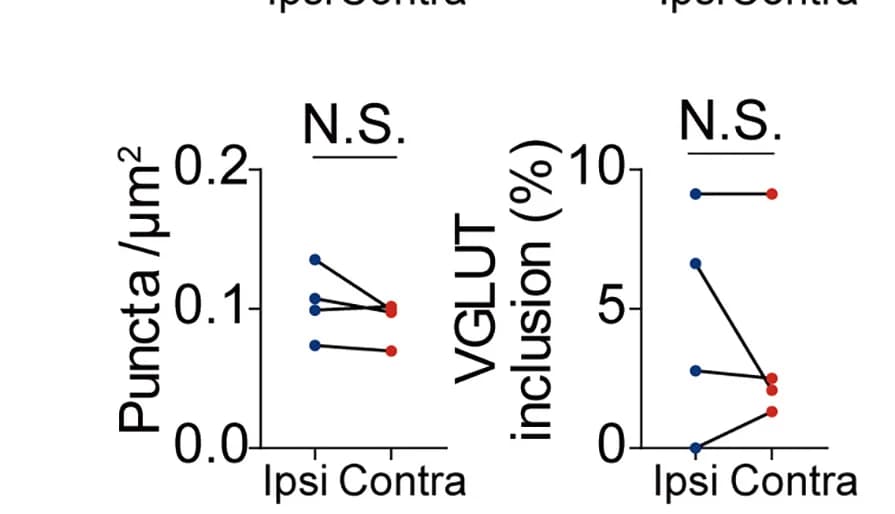 Open access visualization of Line Plot, Scatter Plot, VGAT, VGlut, IBA1