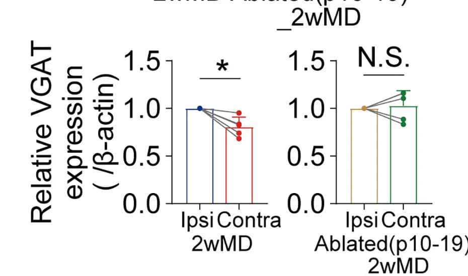 Open access visualization of Bar Plot, Error Bars, Scatter Plot, Protein Expression, VGAT