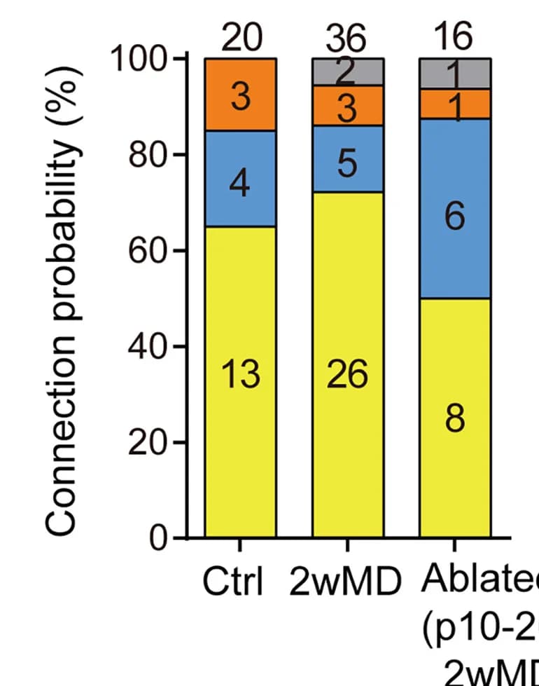 Open access visualization of Stacked Bar Plot, Synaptic Connectivity, PV+ Cells, Pyramidal Cells, Control Mice