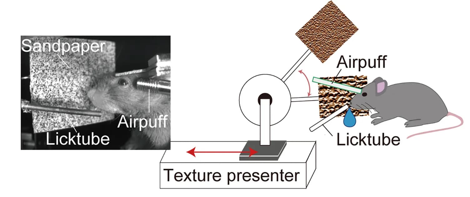 Open access visualization of Illustration, Photo, Microscopy, 2wMD, Pre-Training Task