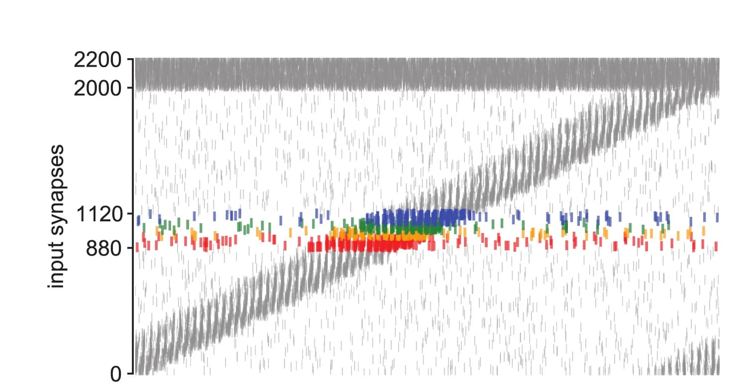 Open access visualization of Bar Plot, Spike Raster Plots, Excitatory Synapses, Inhibitory Synapses, Synaptic Clusters