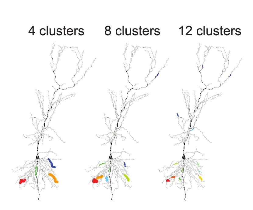 Open access visualization of Illustration, Synapse Locations, Dendritic Tree, Excitatory Synapses, Sodium Spikes