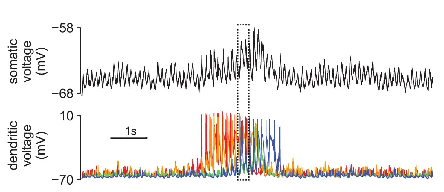 Open access visualization of Line Plot, Dendritic Membrane Potential, Subthreshold Somatic Membrane Potential, Excitatory Synapses
