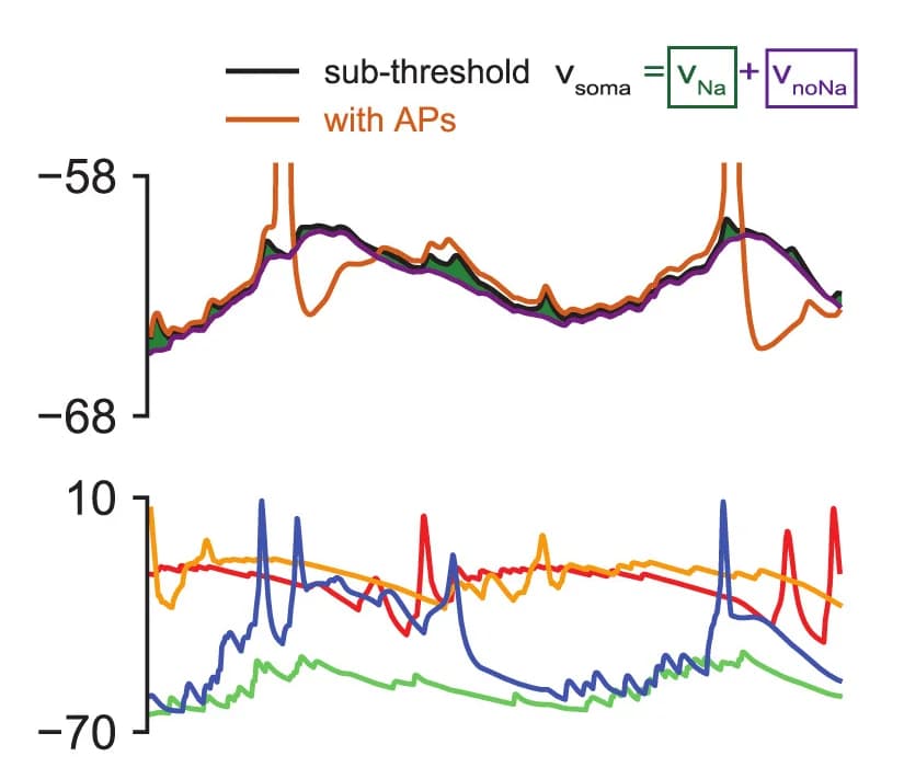 Open access visualization of Line Plot, Dendritic Membrane Potential, Subthreshold Somatic Membrane Potential, Sodium Channels, Somatic Action Potentials