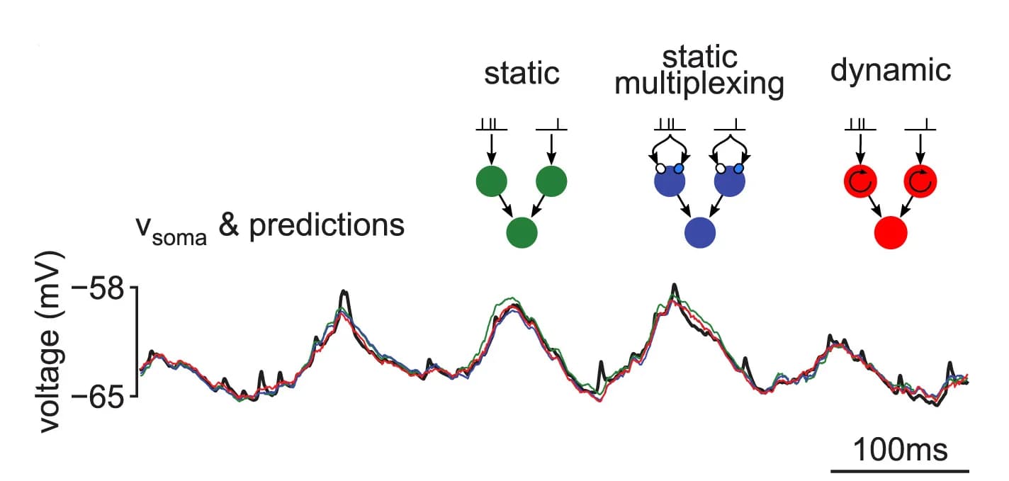 Open access visualization of Line Plot, Workflow, Membrane Potential, Biophysical Model, Voltage Prediction