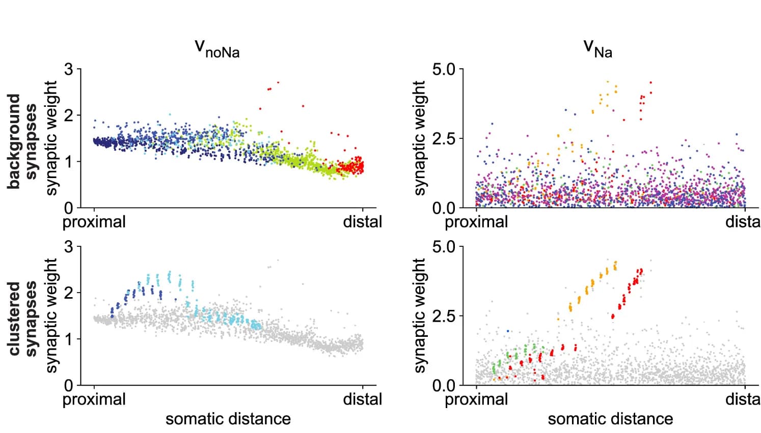 Open access visualization of Scatter Plot, Weights, Synapses, Somatic Distances, Biophysical Model