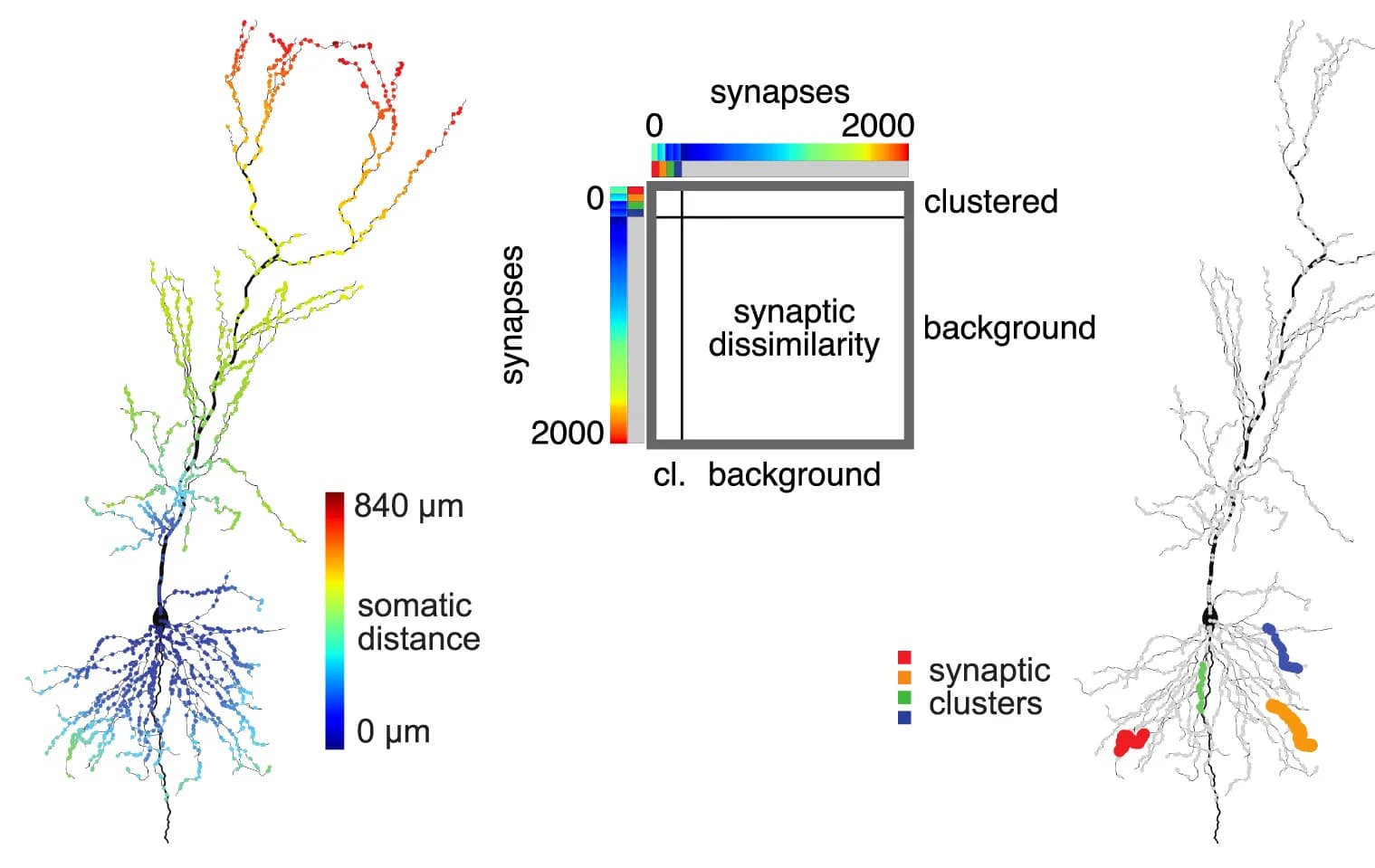 Open access visualization of Heatmap, Scatter Plot, Synaptic Dissimilarity Matrix, Synapses, Soma