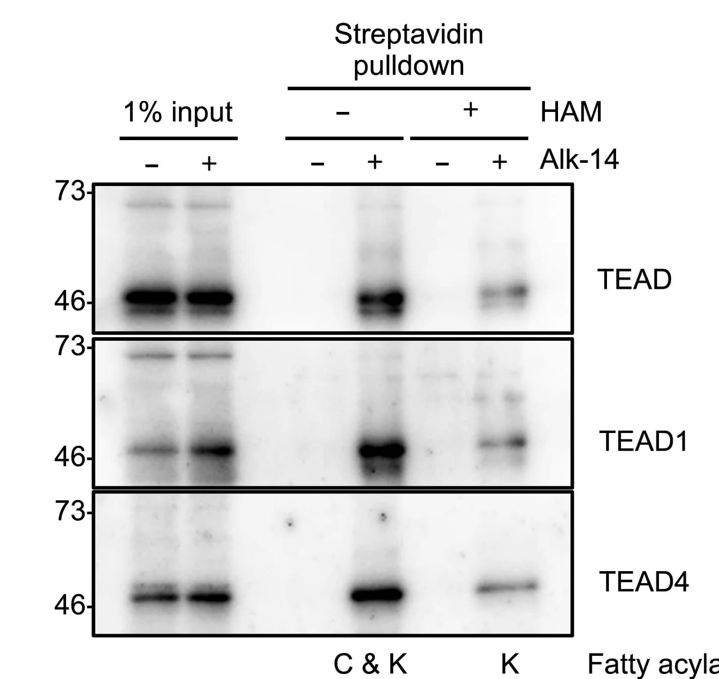 Open access visualization of Gel, Lysine Fatty Acylation, TEADs, HepG2 Cells, Biotin-Azide Conjugation