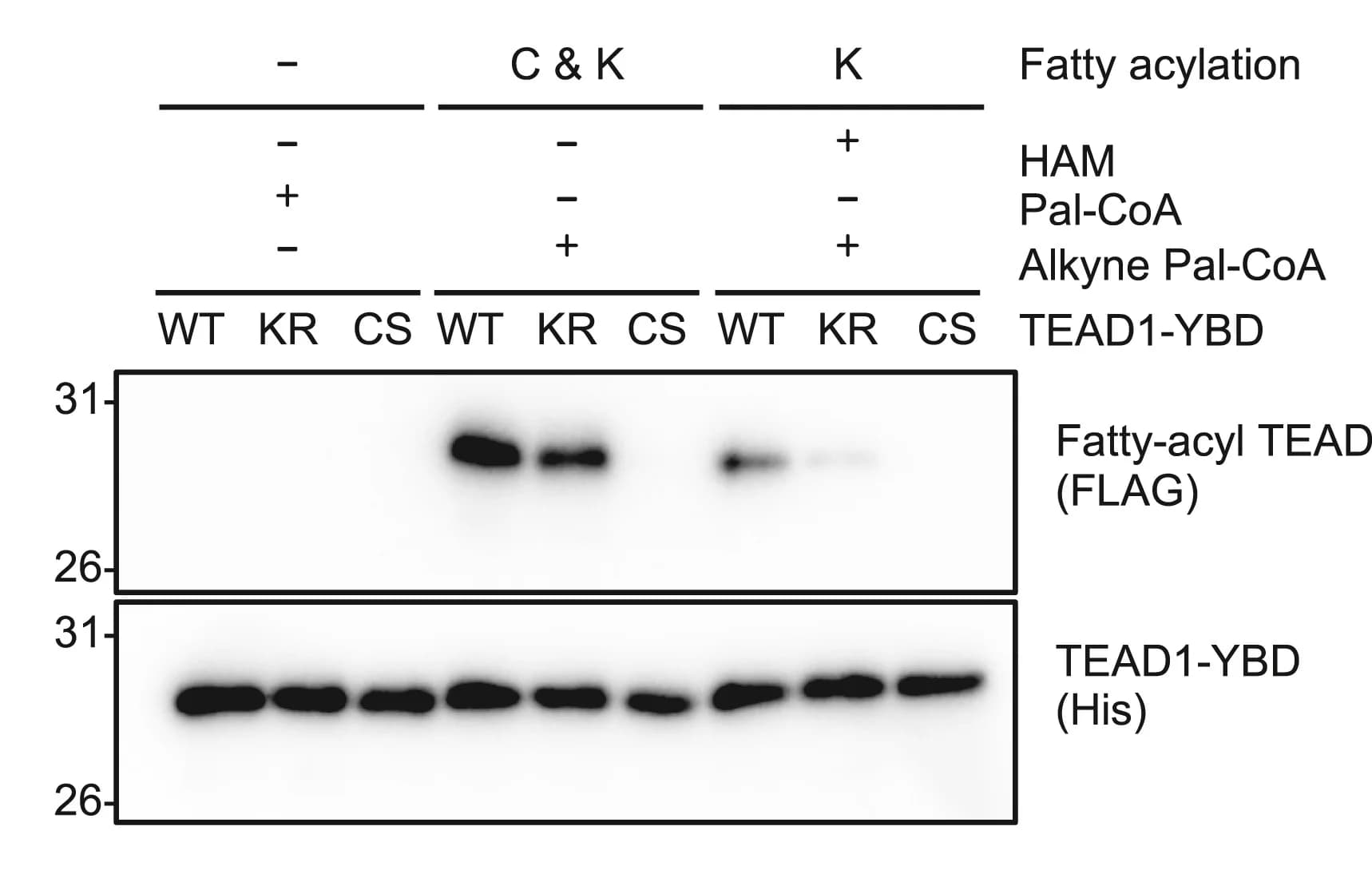 Open access visualization of Gel, In Vitro Fatty Acylation, Recombinant TEAD1 Proteins, TEAD1-YBD, YAP-binding domain