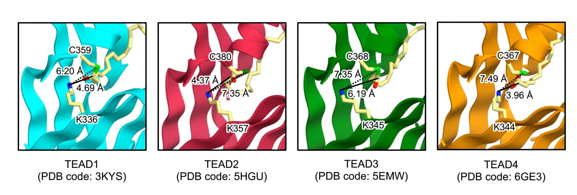 Open access visualization of Protein Structure, Fatty-acylated Lysine, Cysteine Residues, TEAD1-4, Crystal Structures