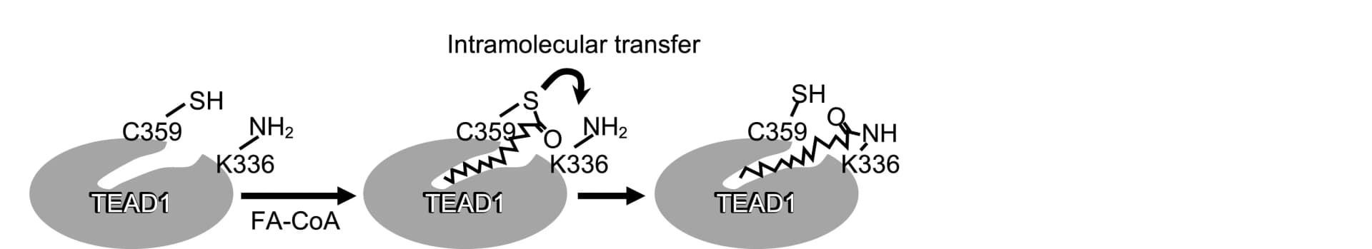 Open access visualization of Workflow, Illustration, Lysine Long-chain Fatty Acylation, Intramolecular Transfer, Acylated Cysteine Residue