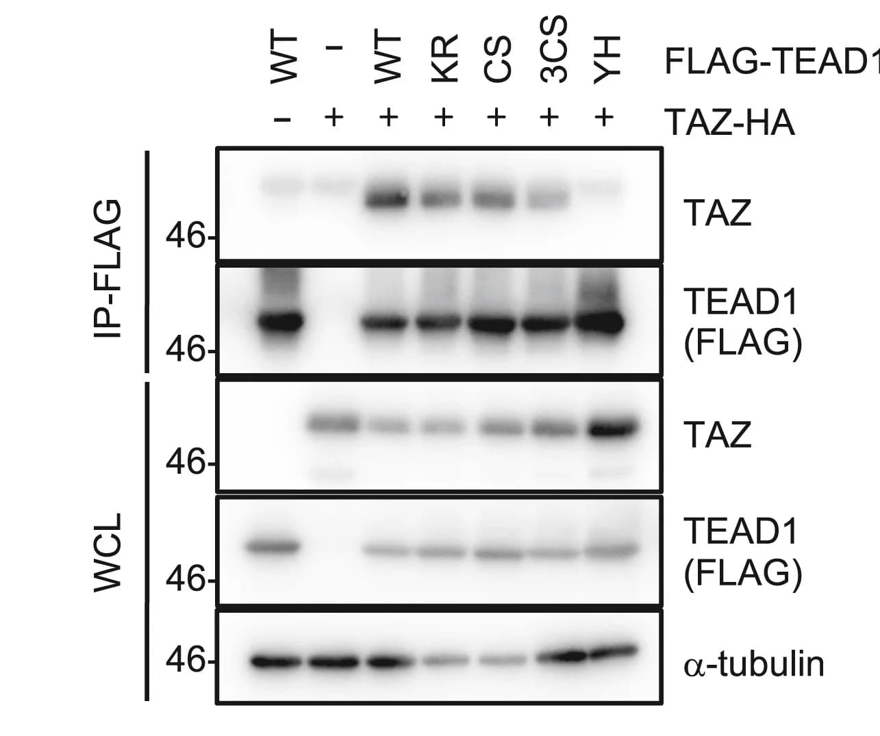 Open access visualization of Gel, Immunoprecipitation, HEK293T Cells, TAZ, TEAD1
