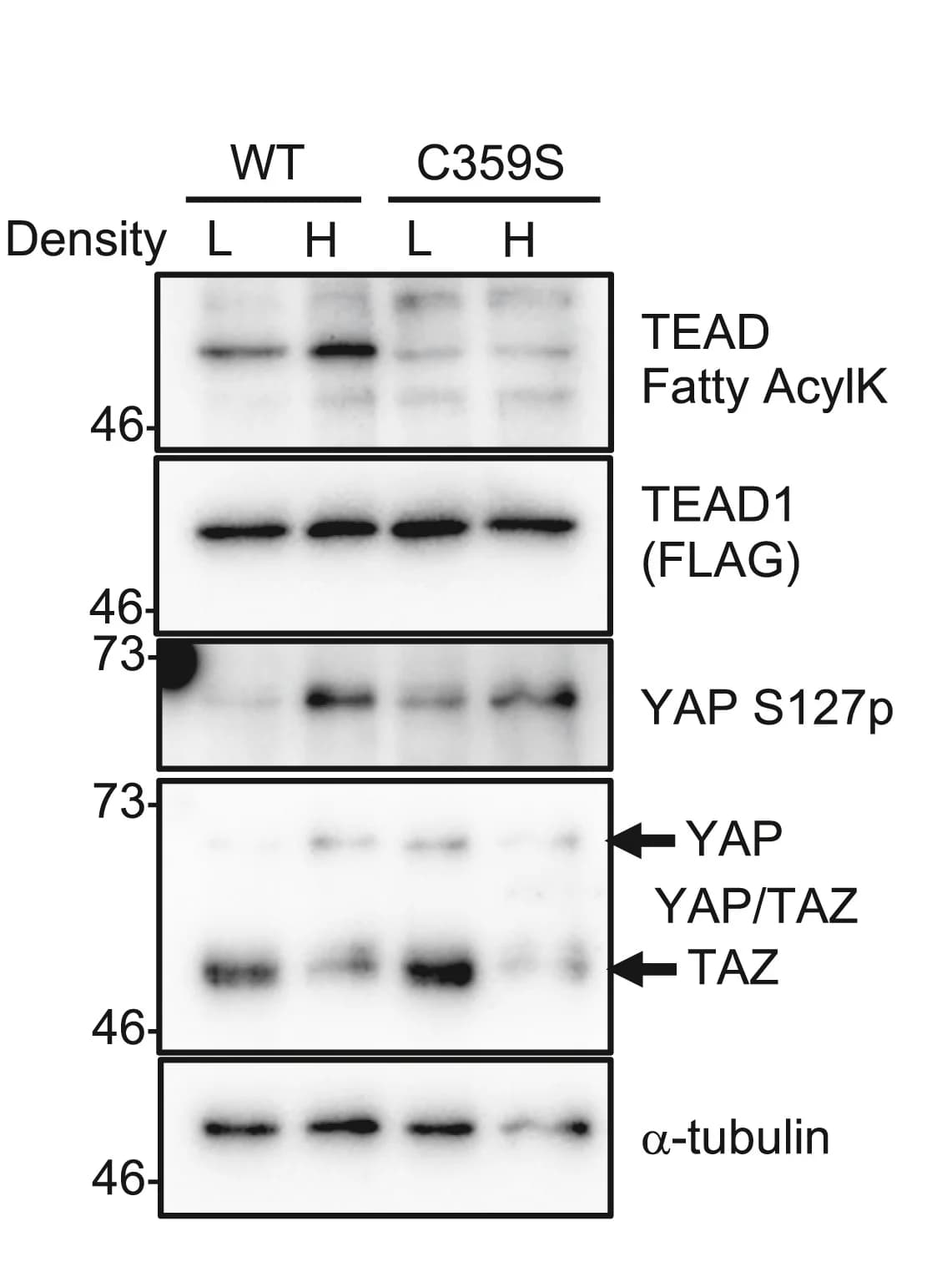 Open access visualization of Gel, Lysine Fatty-Acylation, TEAD1, Cell Density, HEK293A Cells