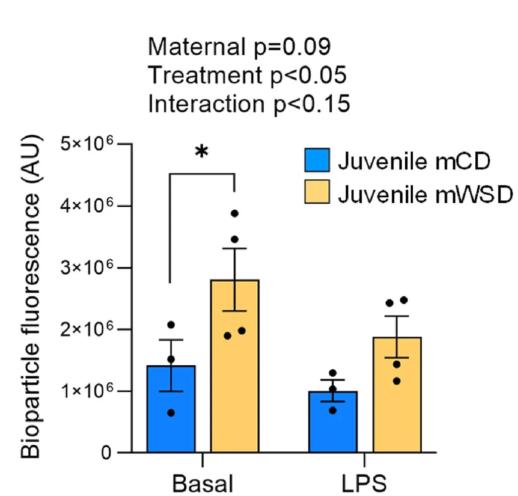 Open access visualization of Bar Plot, Error Bars, Clustered, Phagocytosis, E. coli biospheres