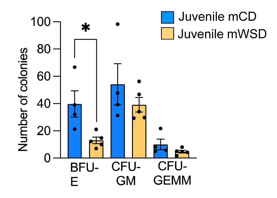 Open access visualization of Bar Plot, Error Bars, CFU assay, Bone marrow, MNCs