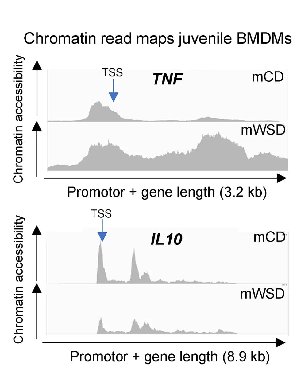 Open access visualization of Line Plot, Density Plot, Chromatin Read Maps, TNF, IL10