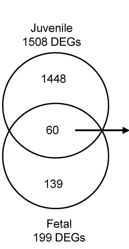 Open access visualization of Venn Diagram, DEGs, Fetal HSPCs, Juvenile Bone Marrow HSPCs