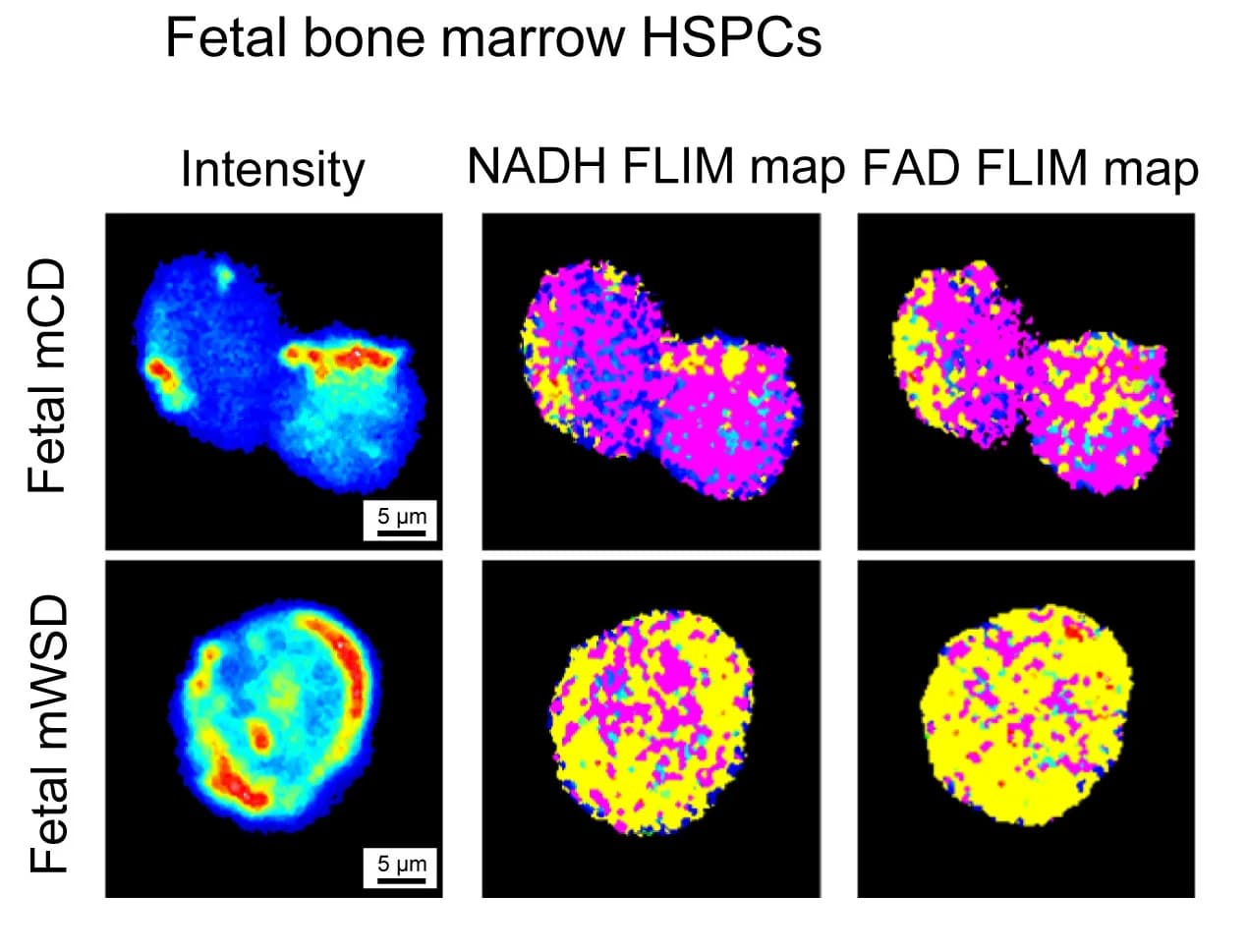 Open access visualization of Microscopy, FLIM, HSPCs, Bone Marrow, NADH