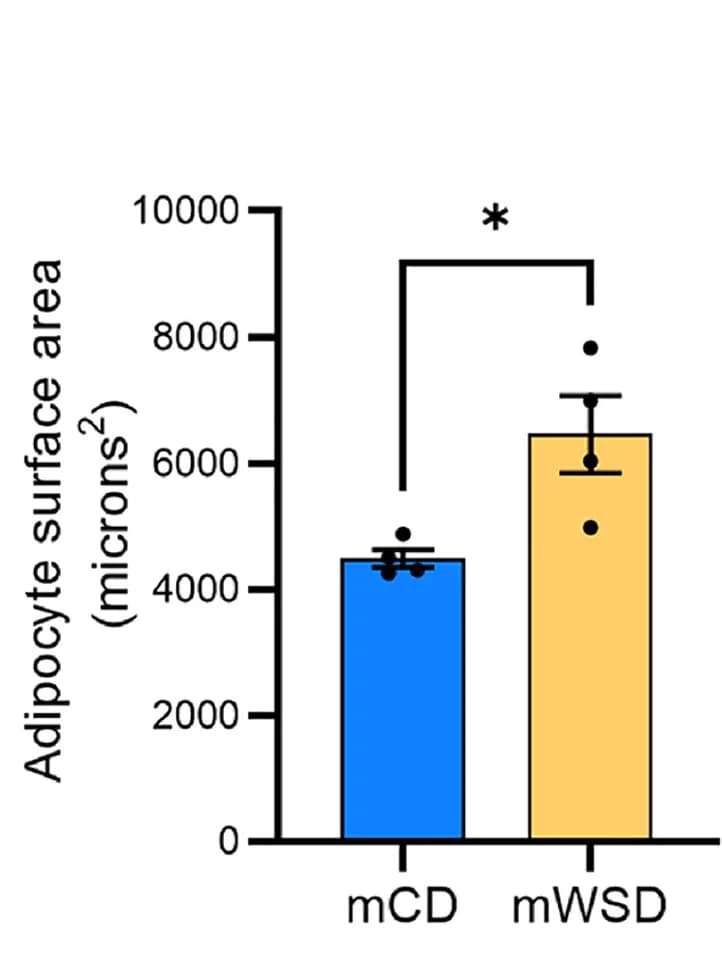 Open access visualization of Bar Plot, Error Bars, Adipocytes, Juvenile Bone Marrow, Surface Area