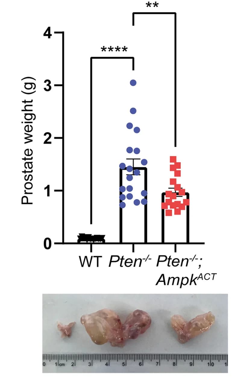 Open access visualization of Bar Plot, Error Bars, Scatter Plot, Photo, Prostate weight