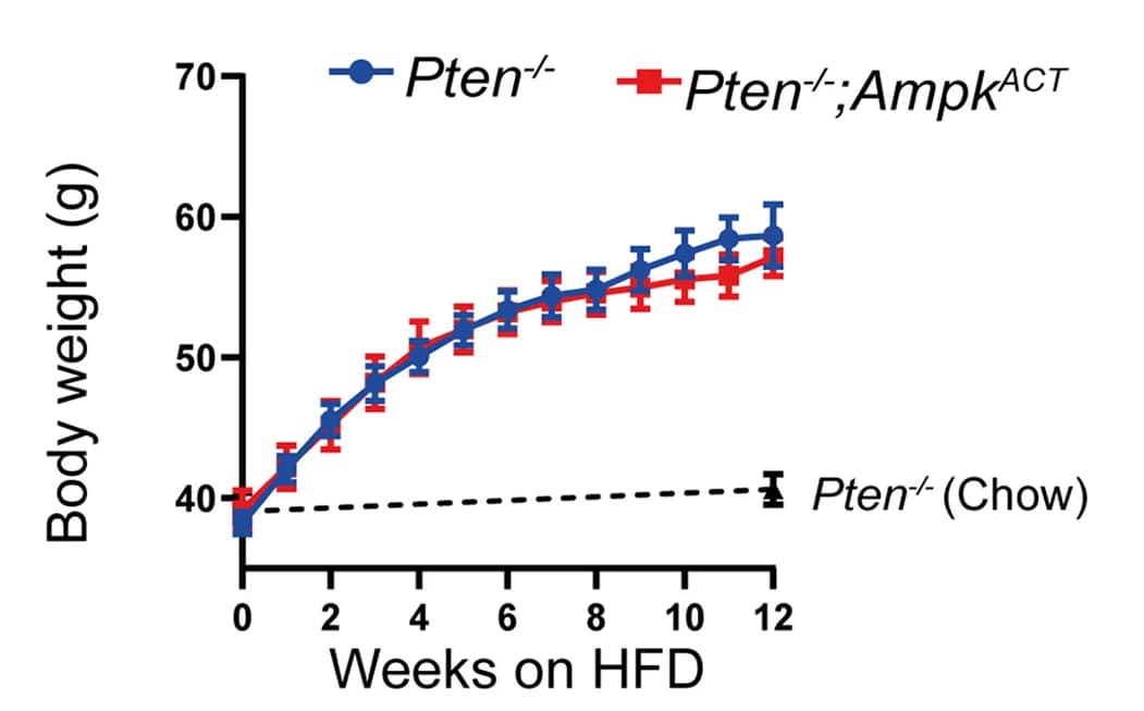 Open access visualization of Line Plot, Error Bars, High-fat diet, Mice, Body weight