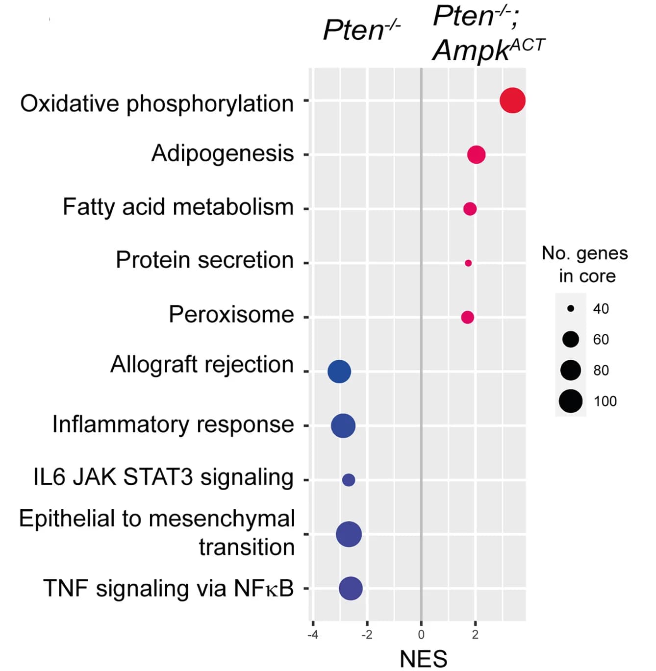 Open access visualization of Bubble Plot, Gene Set Enrichment Analysis, GSEA