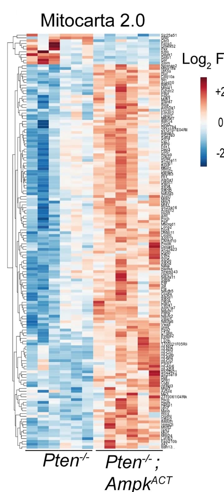 Open access visualization of Heatmap, Clustered, Mitochondrial Genes, MitoCarta 2.0