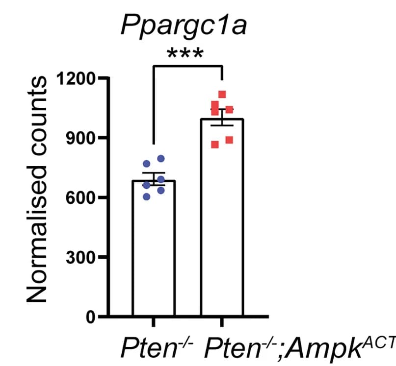 Open access visualization of Bar Plot, Scatter Plot, Error Bars, Pgc1α mRNA, Prostate Tissue