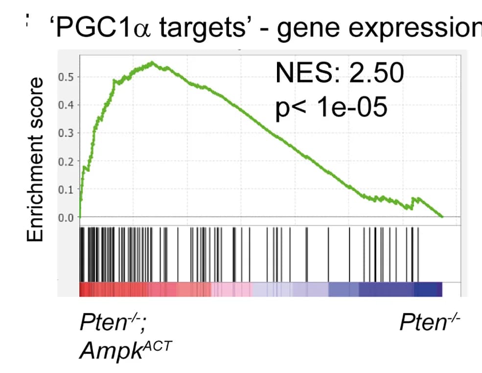 Open access visualization of Line Plot, Bar Plot, GSEA Plot, PGC1α Target