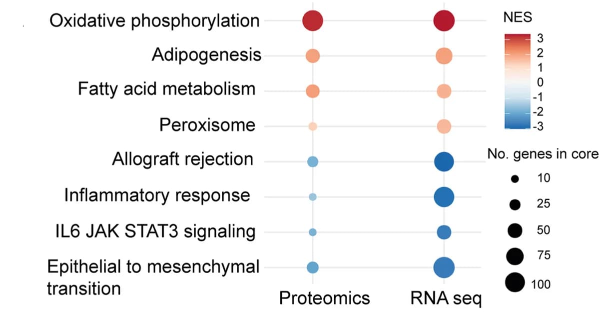 Open access visualization of Bubble Plot, Proteomics Analysis, Prostate Tissue, RNA-seq GSEA, Protein Set Enrichment Analysis