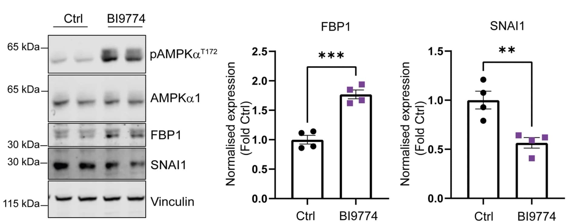Open access visualization of Bar Plot, Gel, Western Blot Analysis, FBP1 Expression, SNAI1 Expression