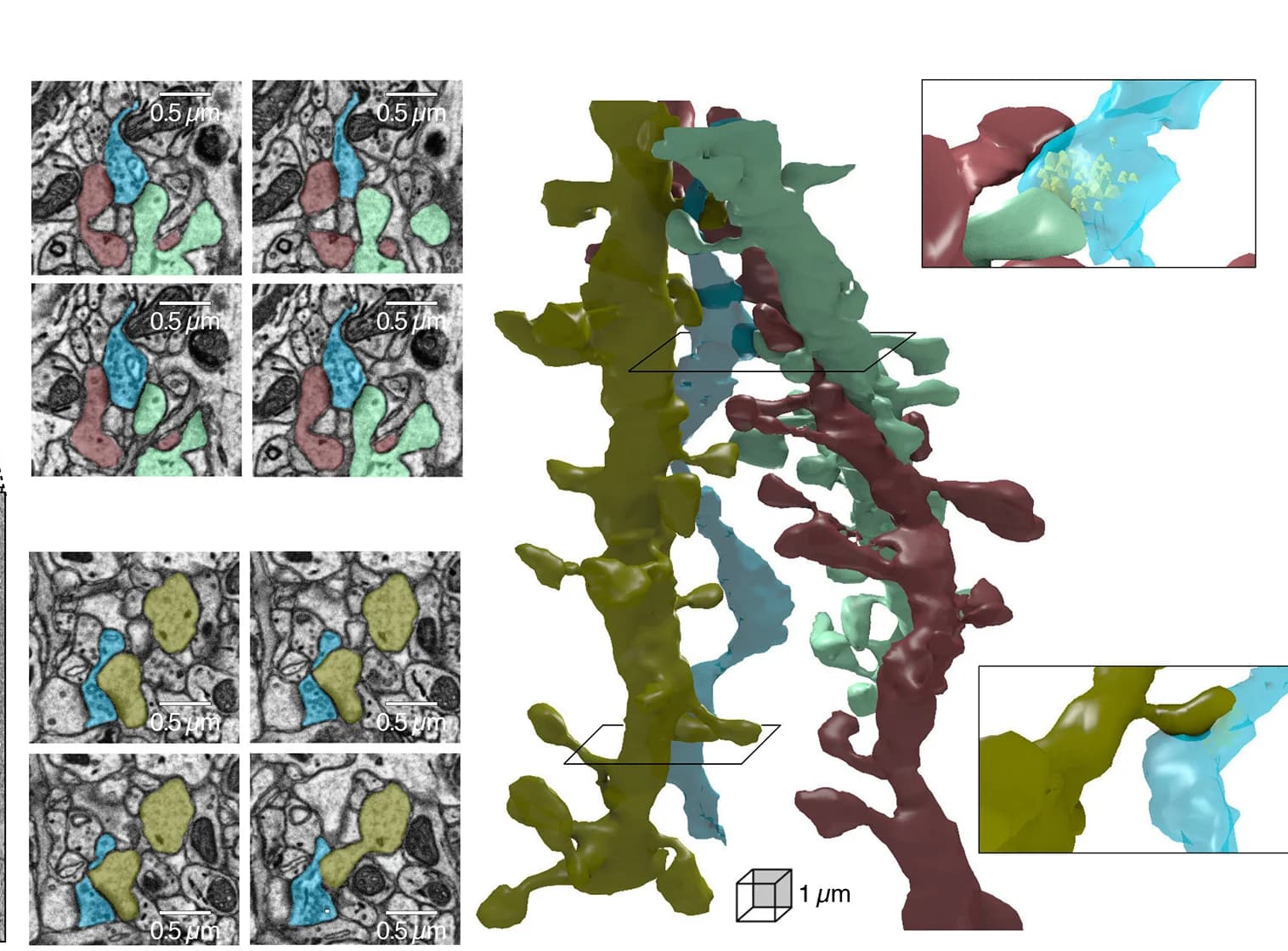 Open access visualization of Microscopy, 3D Plot, 3D Reconstructions, Dendrites, Synapses