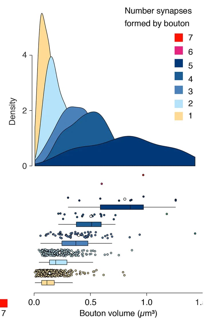 Open access visualization of Violin Plot, Box Plot, Scatter Plot, Density Plot, Axonal Bouton Volume