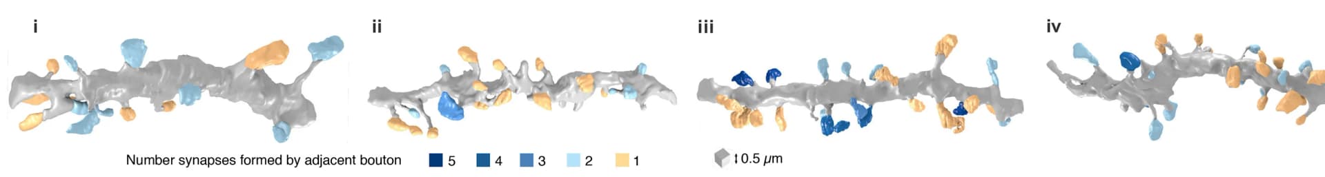 Open access visualization of 3D Plot, 3D Reconstructions, Dendrites, Stratum Oriens, P22 Mice