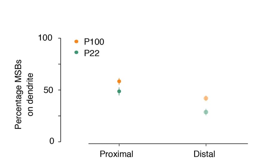 Open access visualization of Scatter Plot, Error Bars, Multi-Synaptic Boutons, Proximal Dendrites, Distal Dendrites