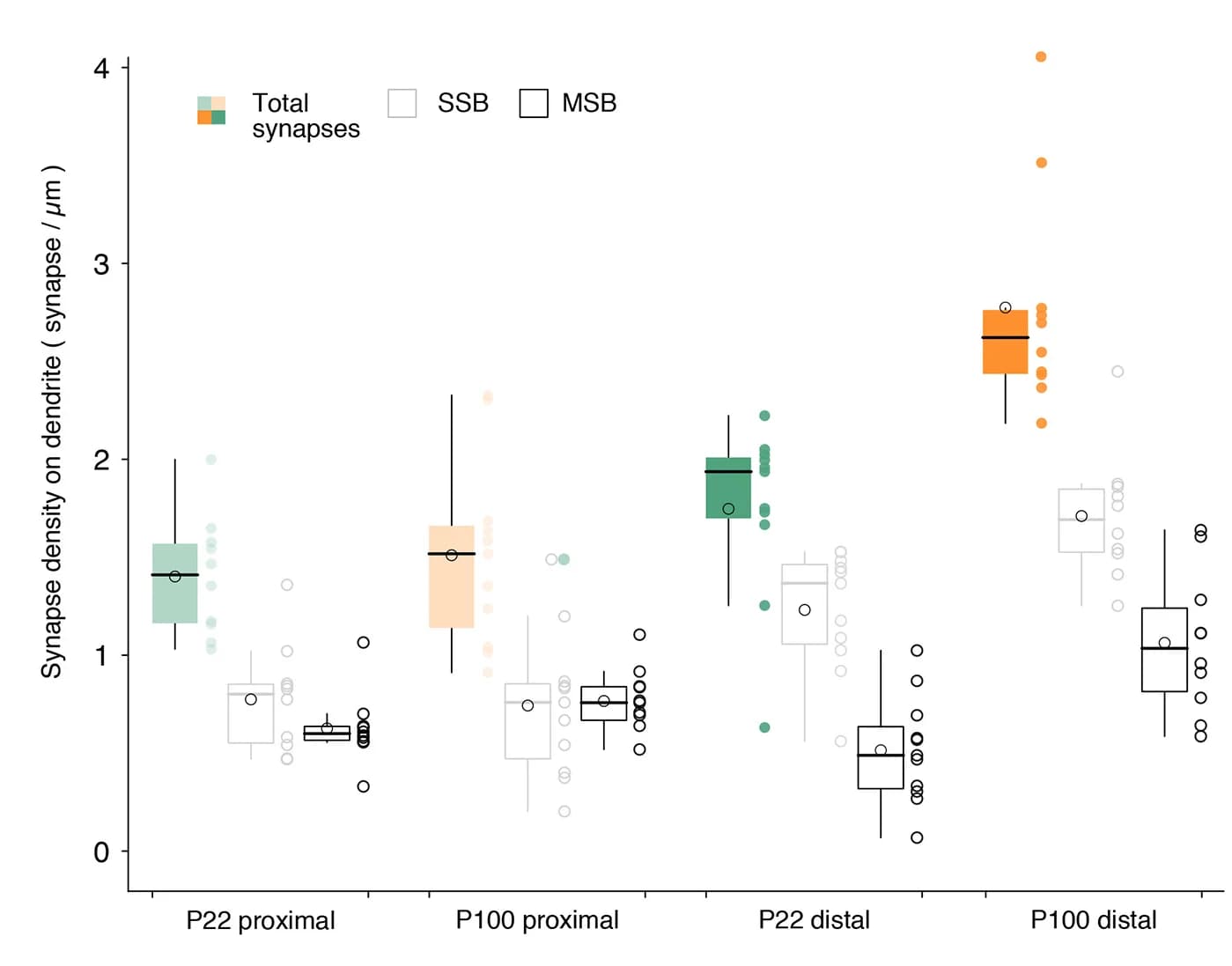 Open access visualization of Box Plot, Scatter Plot, Synapses, Dendrites, Single Synaptic Boutons