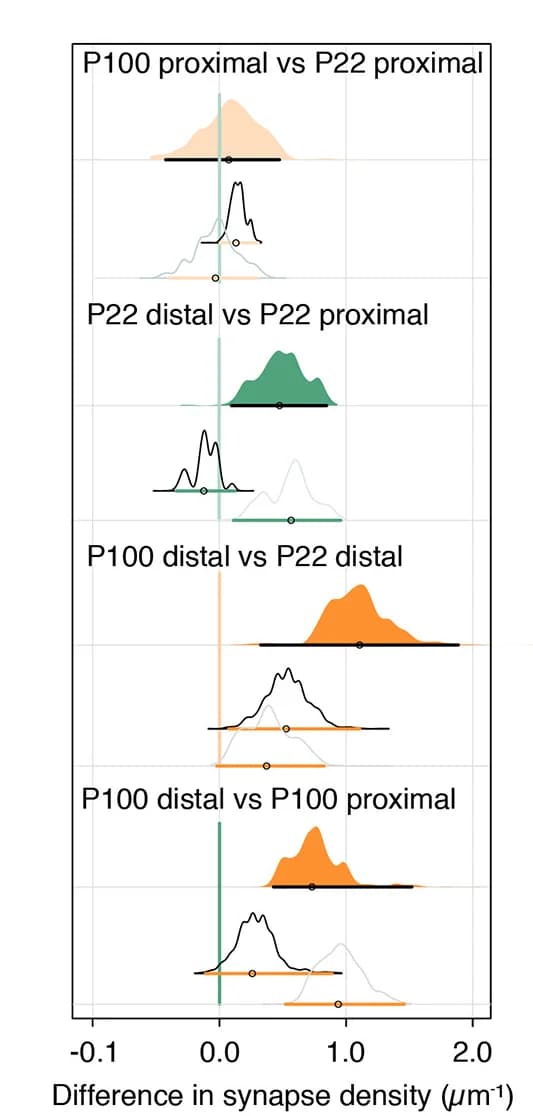Open access visualization of Raincloud Plot, Density Plot, Error Bars, Synaptic Densities, Estimation Plots