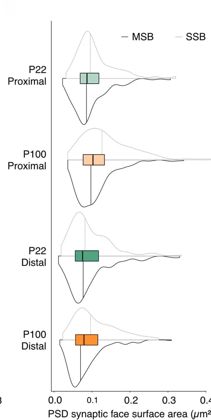 Open access visualization of Violin Plot, Box Plot, Density Plot, PSD Synaptic Face Surface Areas, Dendritic Spines