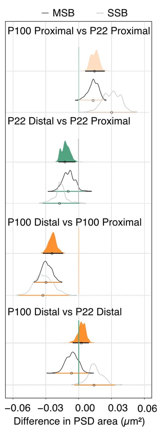 Open access visualization of Violin Plot, Error Bars, PSD Synaptic Face Surface Areas, Effect Sizes, Uncertainty