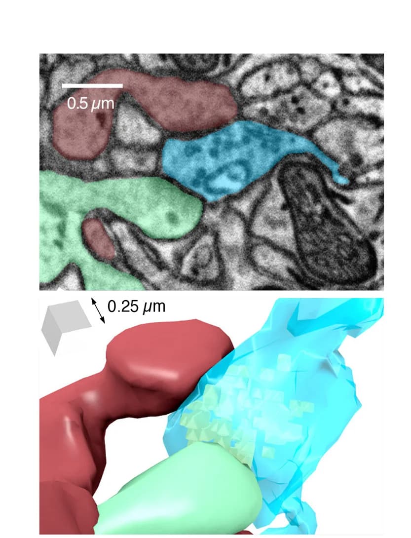 Open access visualization of Microscopy, 3D Plot, Electron Micrograph, 3D Reconstruction, Multi-Synaptic Bouton